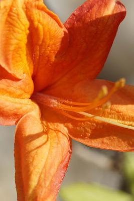 Read Beautiful Orange Azalea, for the Love of Flowers: Blank 150 Page Lined Journal for Your Thoughts, Ideas, and Inspiration -  file in ePub