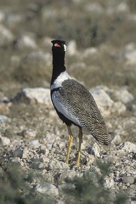 Download Northern Black Korhaan (Eupodotis Afroides) Bird Journal: 150 Page Lined Notebook/Diary -  | ePub