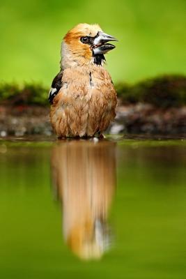 Read Hawfinch (Coccothraustes Coccothraustes) Bird Journal: 150 Page Lined Notebook/Diary -  file in ePub