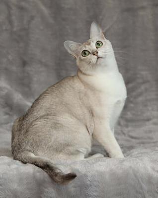 Download Burmilla: Artified Pets Journal/Notebook/Diary, 160 Lined Pages -  file in ePub