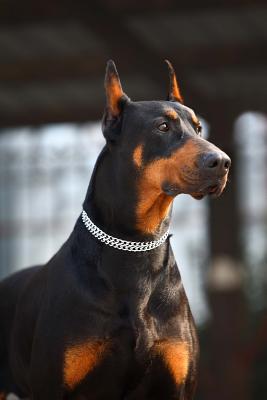 Read Handsome Doberman Dog Portrait Journal: 150 Page Lined Notebook/Diary -  | ePub