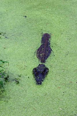 Read An Alligator Partially Hidden in a Swamp in Florida Journal: 150 Page Lined Notebook/Diary -  file in ePub