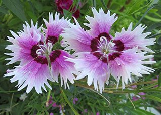 Read Online Dianthus is a genus of about 300 species of flowering plants . - W. Tohme | PDF