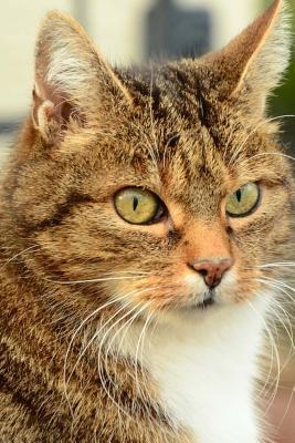 Read Online Domestic Cat Profile Journal: Take Notes, Write Down Memories in This 150 Page Lined Journal -  file in PDF