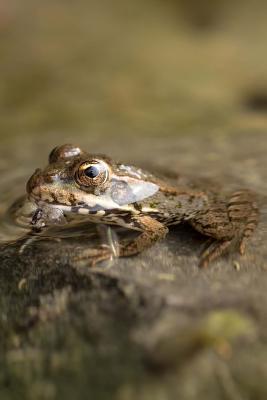 Read Online Frog in the Water Journal: Take Notes, Write Down Memories in This 150 Page Lined Journal -  file in ePub