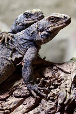 Read Online BFFs: Two Lizard Friends Journal: 150 Page Lined Notebook/Diary -  file in PDF