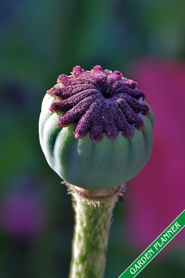 Download Garden Planner: Poppy seed capsule. Format A5, 120 pages, fine grey lined. Journal, diary, notebook and garden planner for everything that happens in the garden throughout the year. - Gardenenthusiast Typopeter file in PDF